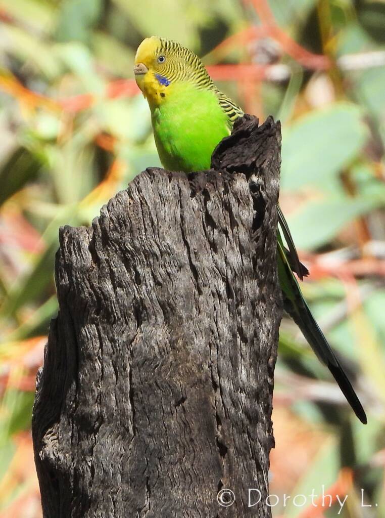 Budgerigar (Melopsittacus undulatus), Standley Chasm, NT