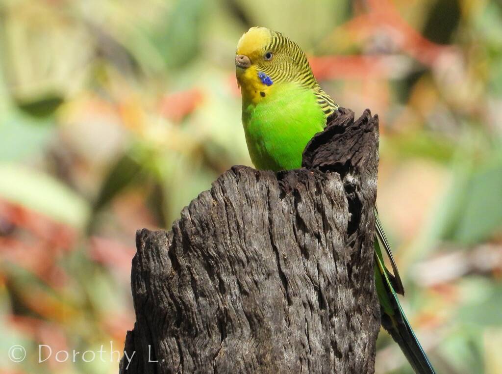 Budgerigar (Melopsittacus undulatus), Standley Chasm, NT