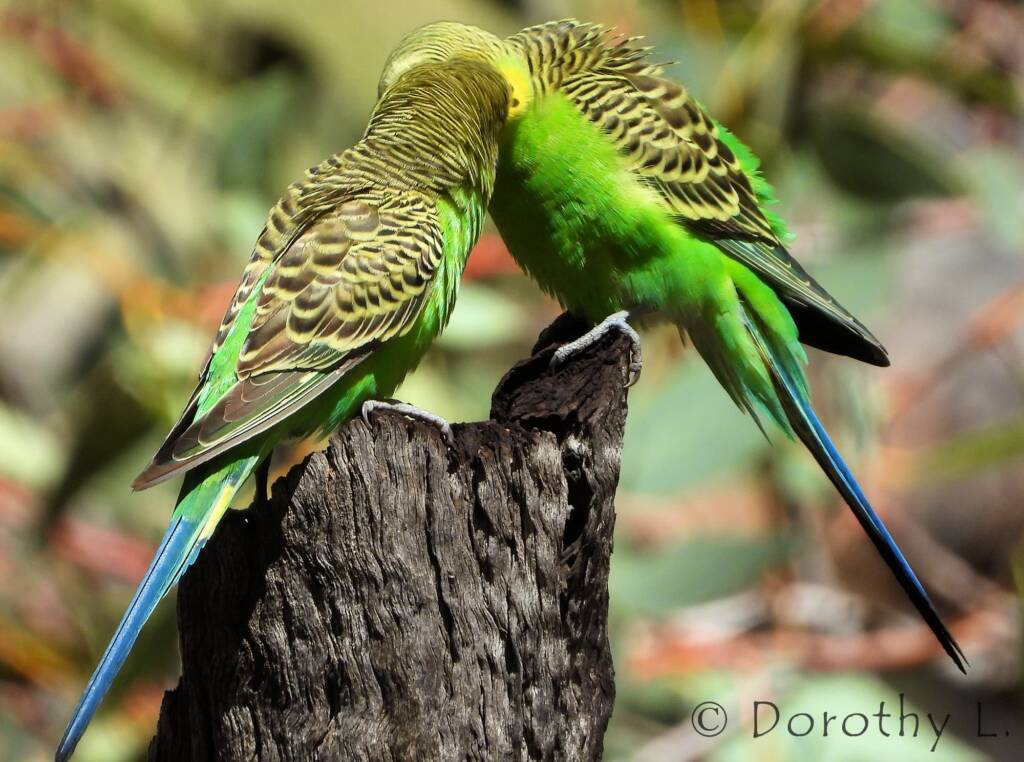 Budgerigar (Melopsittacus undulatus), Standley Chasm, NT
