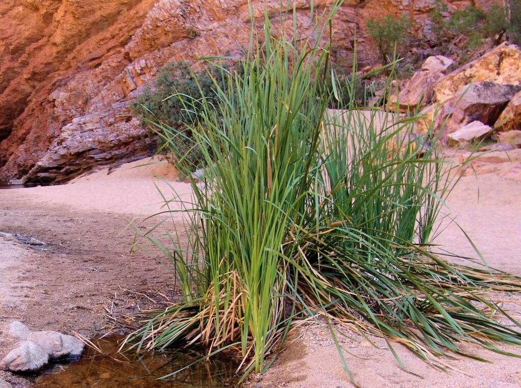 Bull Rushes (Typha domingensis), Simpsons Gap