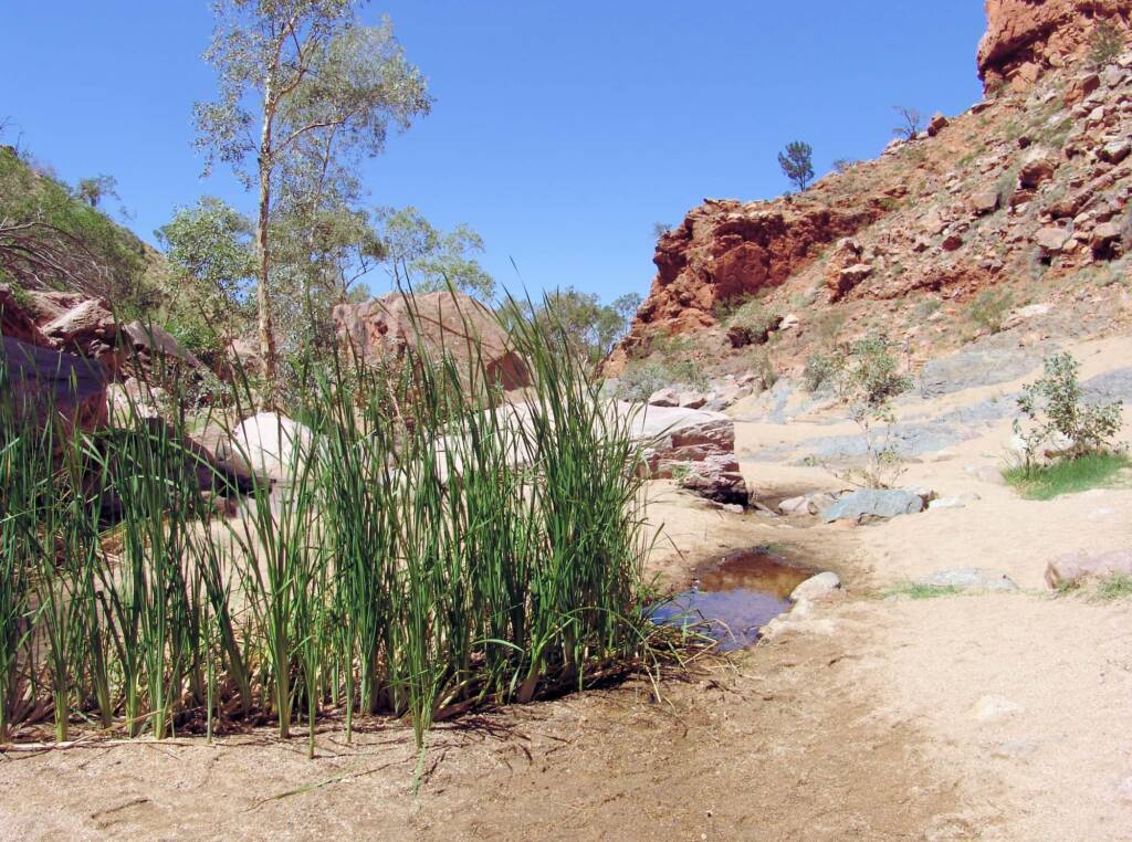 Bull Rushes (Typha domingensis), Simpsons Gap