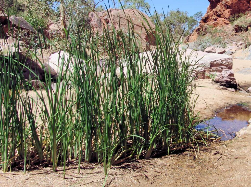 Bull Rushes (Typha domingensis), Simpsons Gap