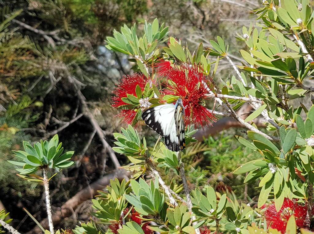 Caper White Butterfly (Belenois java teutonia)