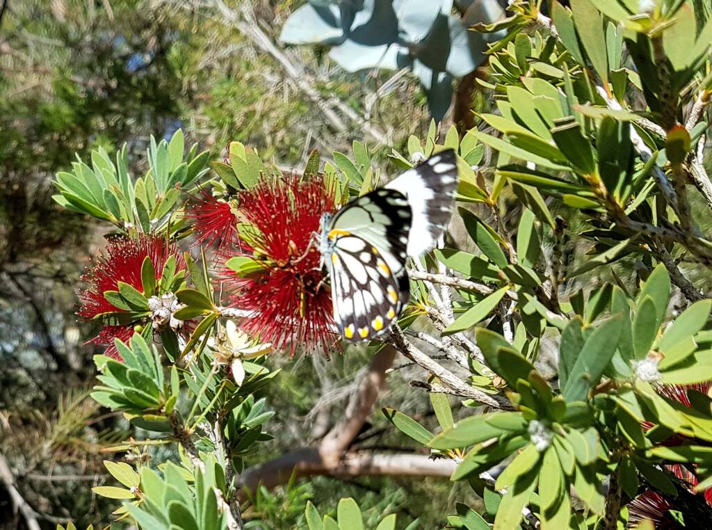 Caper White Butterfly (Belenois java teutonia)