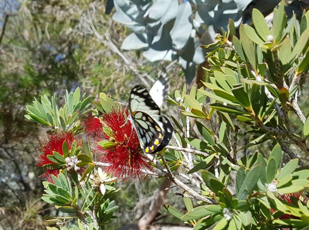 Caper White Butterfly (Belenois java teutonia)