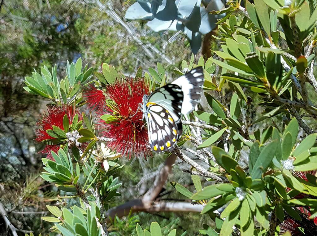 Caper White Butterfly (Belenois java teutonia)