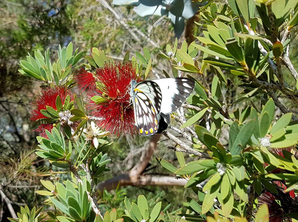 Caper White Butterfly (Belenois java teutonia)