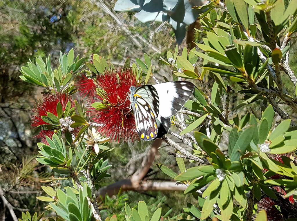 Caper White Butterfly (Belenois java teutonia)