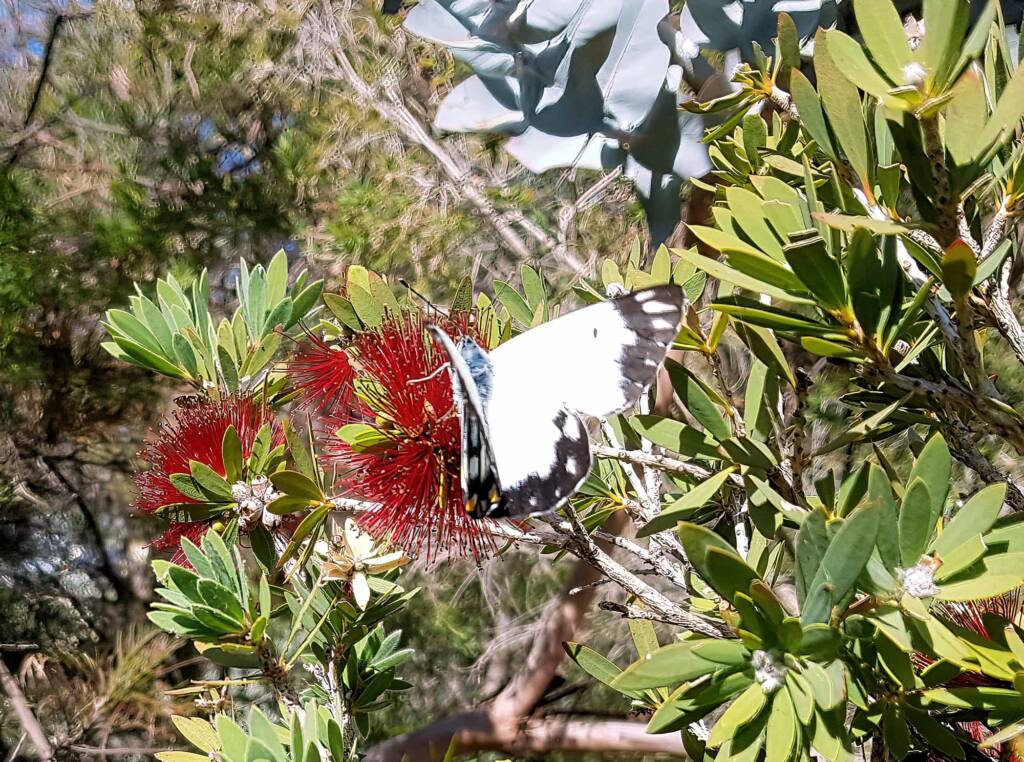 Caper White Butterfly (Belenois java teutonia)