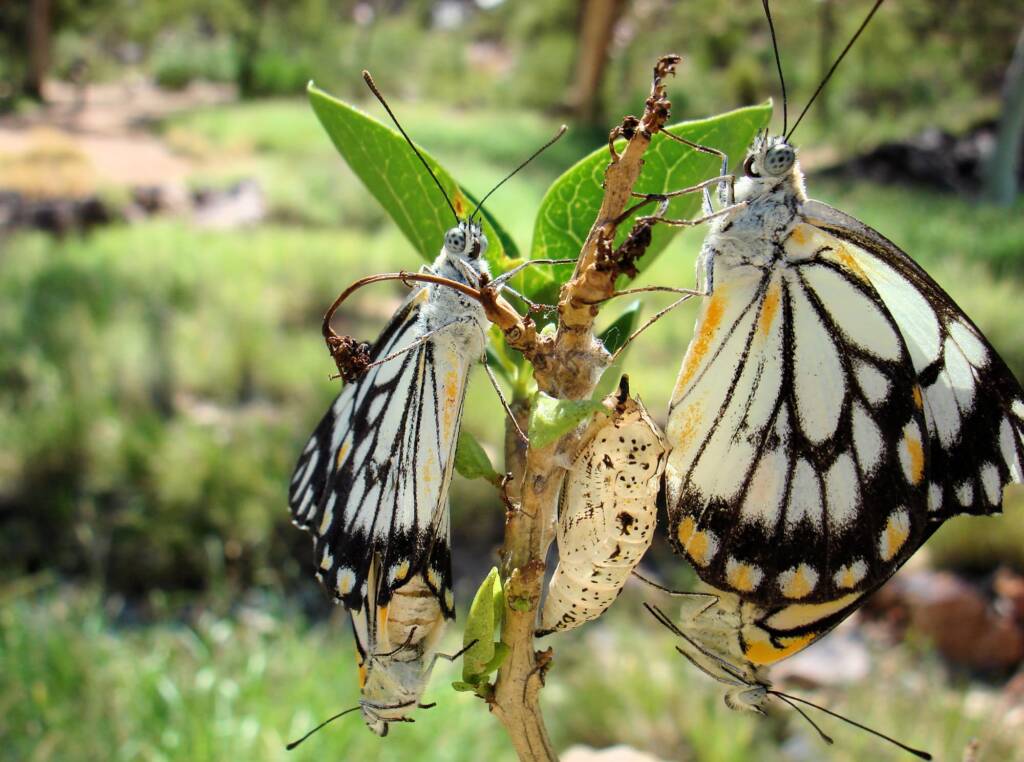 Caper White Butterfly (Belenois java teutonia), Ellery Creek Big Hole, NT
