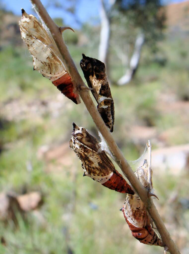 Chrysalis of the Caper White Butterfly (Belenois java teutonia), Ellery Creek Big Hole, NT
