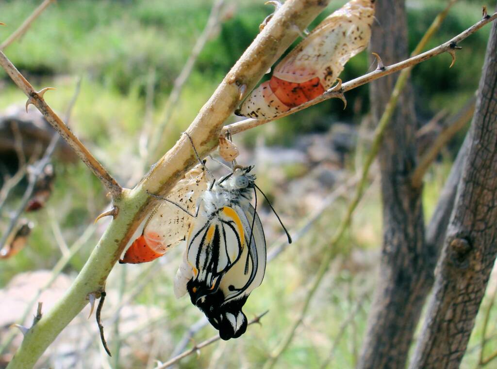 Caper White Butterfly (Belenois java teutonia), Ellery Creek Big Hole, NT