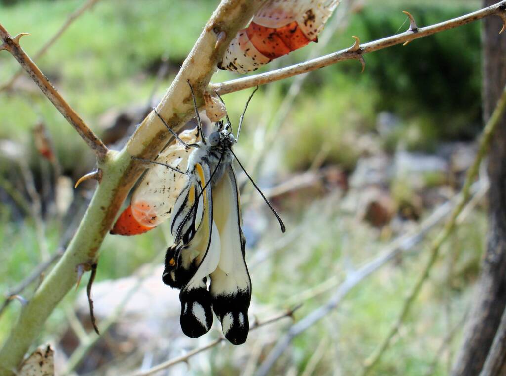 Caper White Butterfly (Belenois java teutonia), Ellery Creek Big Hole, NT