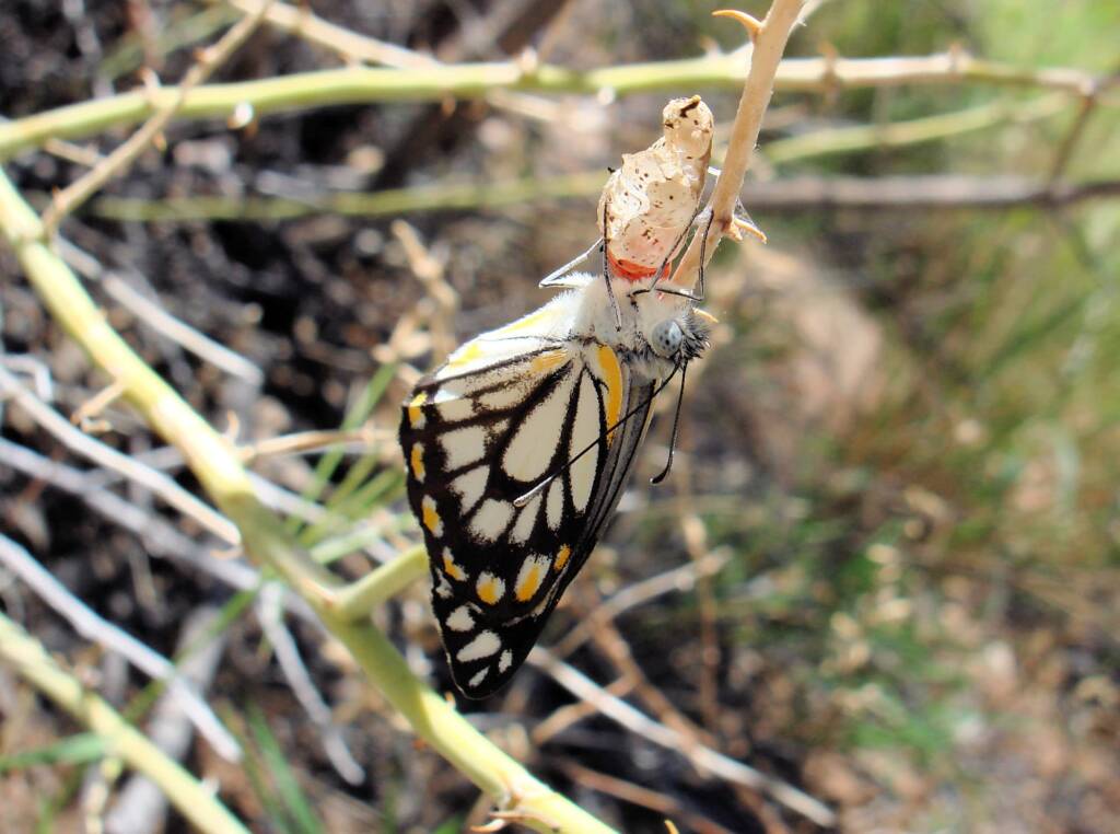 Caper White Butterfly (Belenois java teutonia), Ellery Creek Big Hole, NT