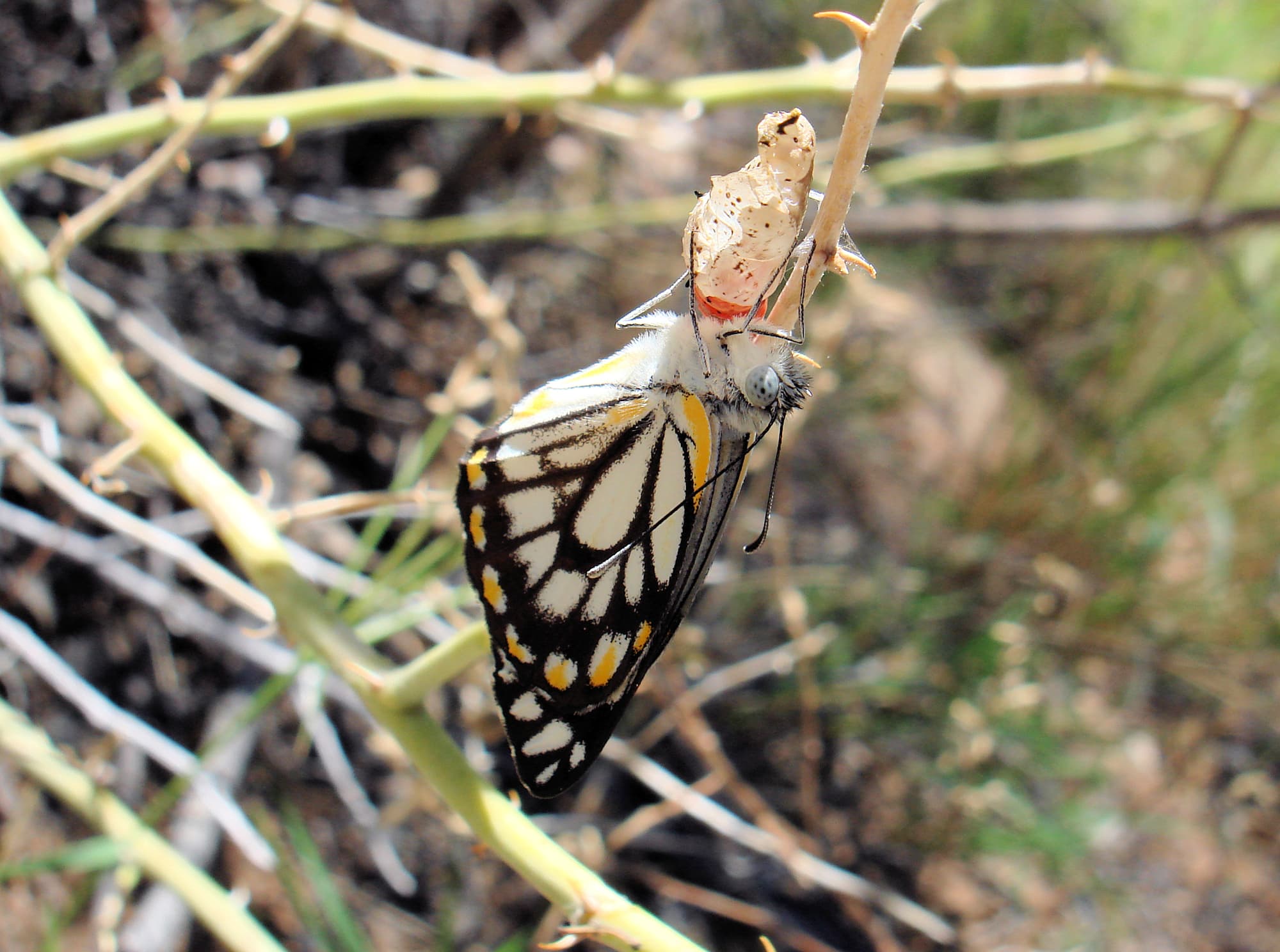 Caper White Butterfly (Belenois java teutonia), Ellery Creek Big Hole, NT