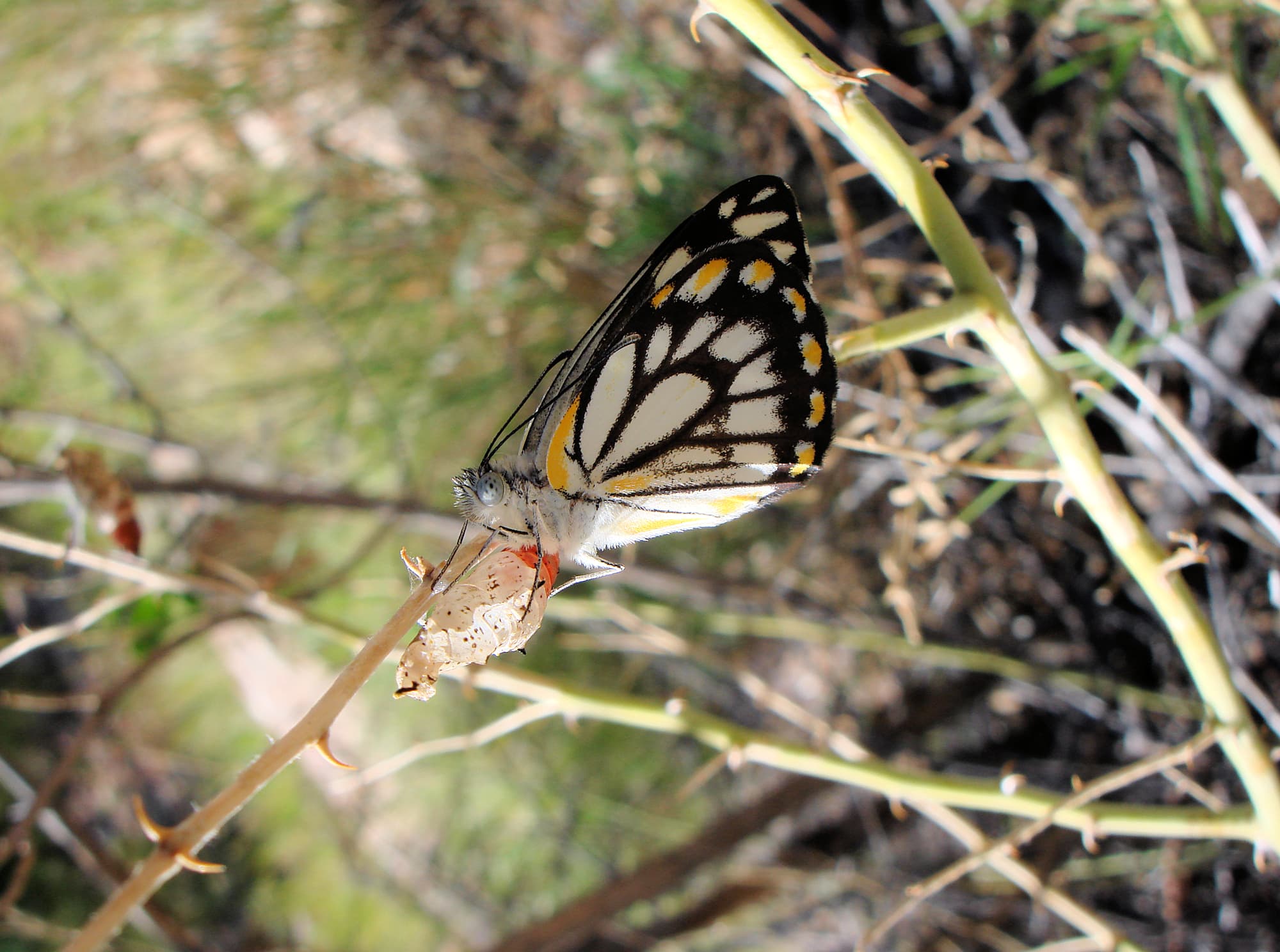 Caper White Butterfly (Belenois java teutonia), Ellery Creek Big Hole, NT