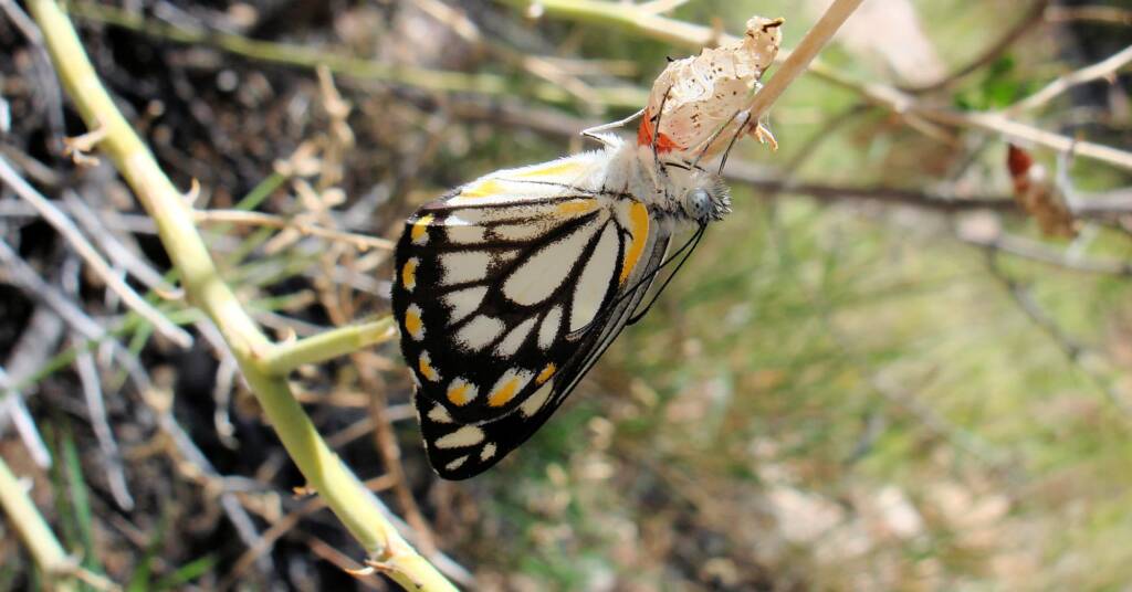 Caper White Butterfly (Belenois java teutonia), Ellery Creek Big Hole, NT