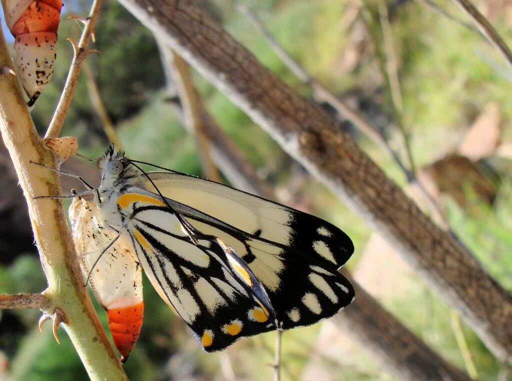 Caper White Butterfly (Belenois java teutonia), Ellery Creek Big Hole, NT