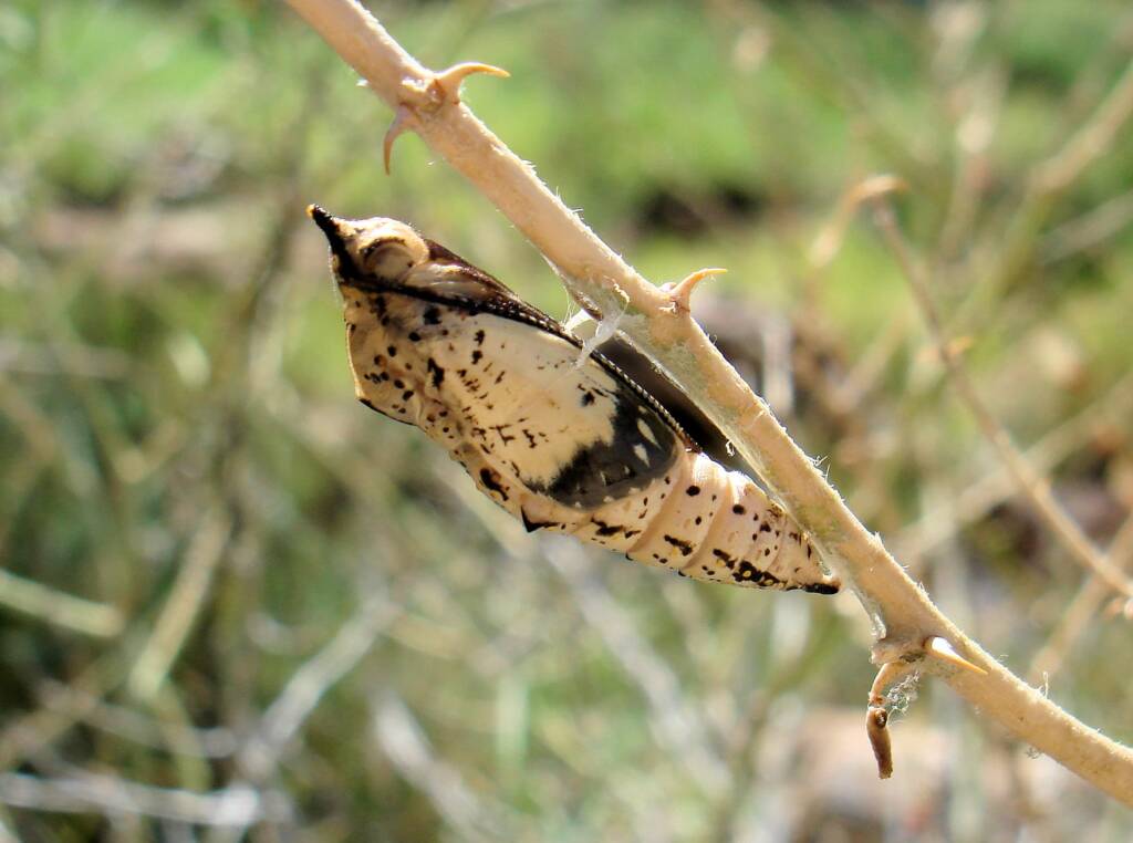 Caper White Butterfly emerging from a chrysalis (Belenois java teutonia), Ellery Creek Big Hole, NT