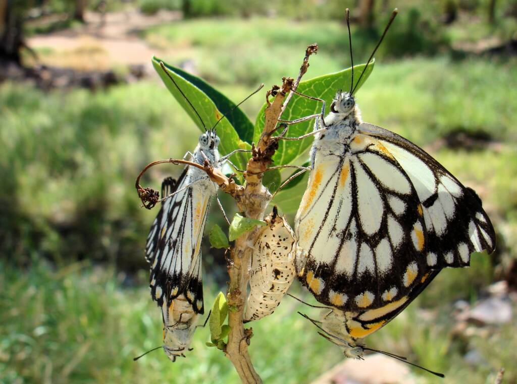 Caper White Butterfly (Belenois java teutonia), Ellery Creek Big Hole, NT
