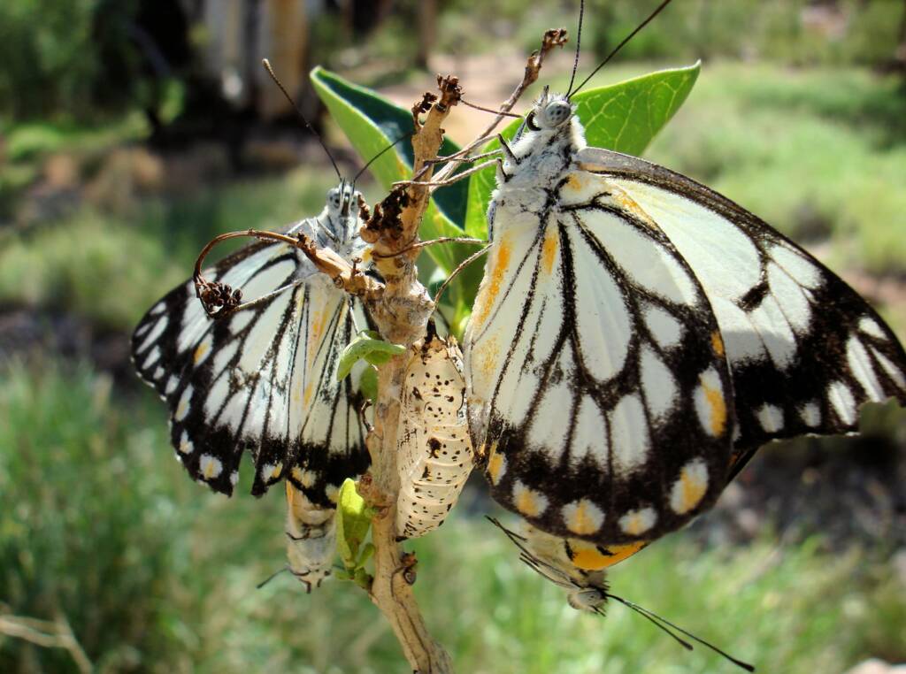 Caper White Butterfly (Belenois java teutonia), Ellery Creek Big Hole, NT