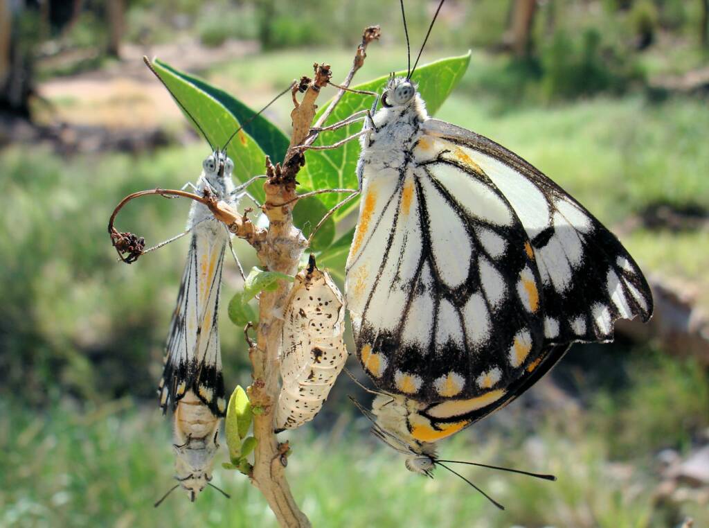 Caper White Butterfly (Belenois java teutonia), Ellery Creek Big Hole, NT