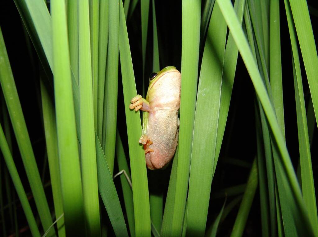 Centralian Tree Frog in the bull rushes (T. domingensis), Simpsons Gap