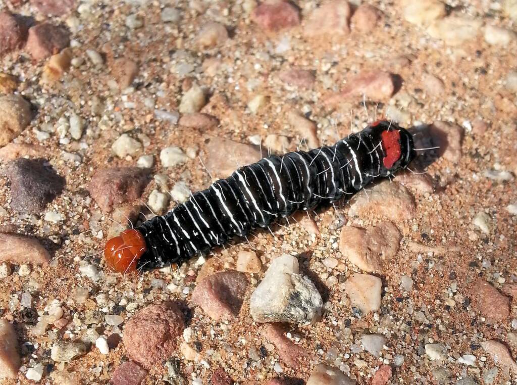 Comocrus behri - caterpillar of the Day Flying Moth