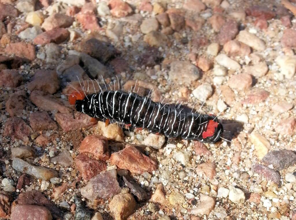Comocrus behri - caterpillar of the Day Flying Moth
