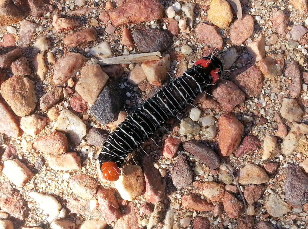 Comocrus behri - caterpillar of the Day Flying Moth