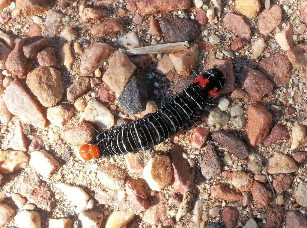 Comocrus behri - caterpillar of the Day Flying Moth