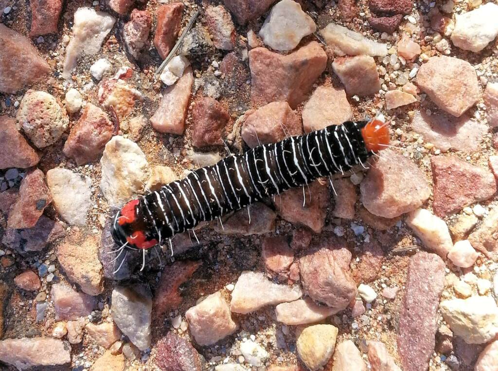 Comocrus behri - caterpillar of the Day Flying Moth