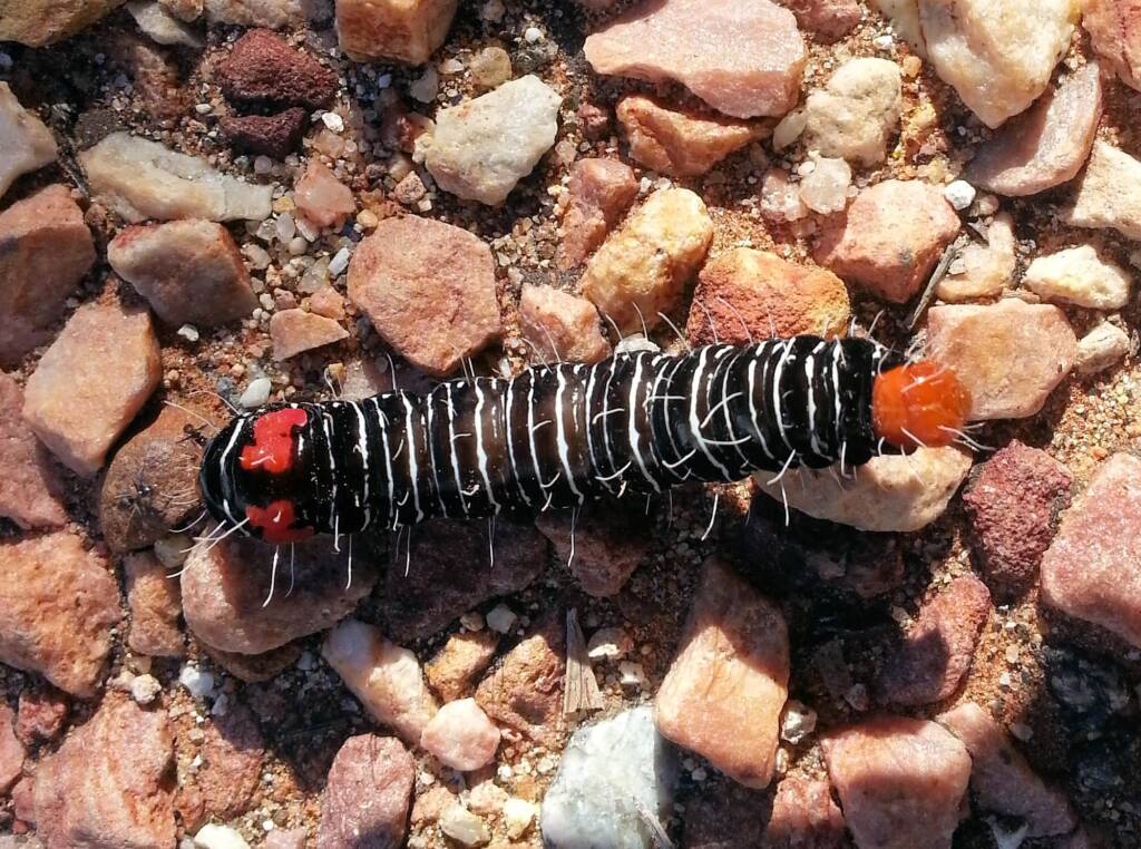 Comocrus behri - caterpillar of the Day Flying Moth