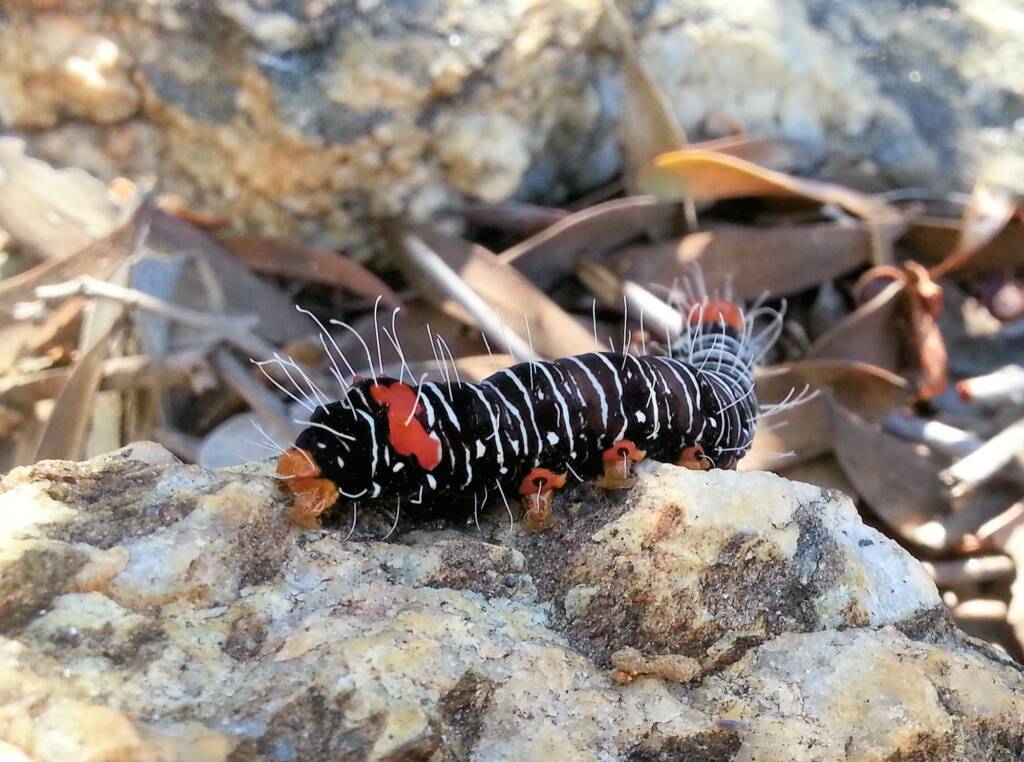 Comocrus behri - caterpillar of the Day Flying Moth