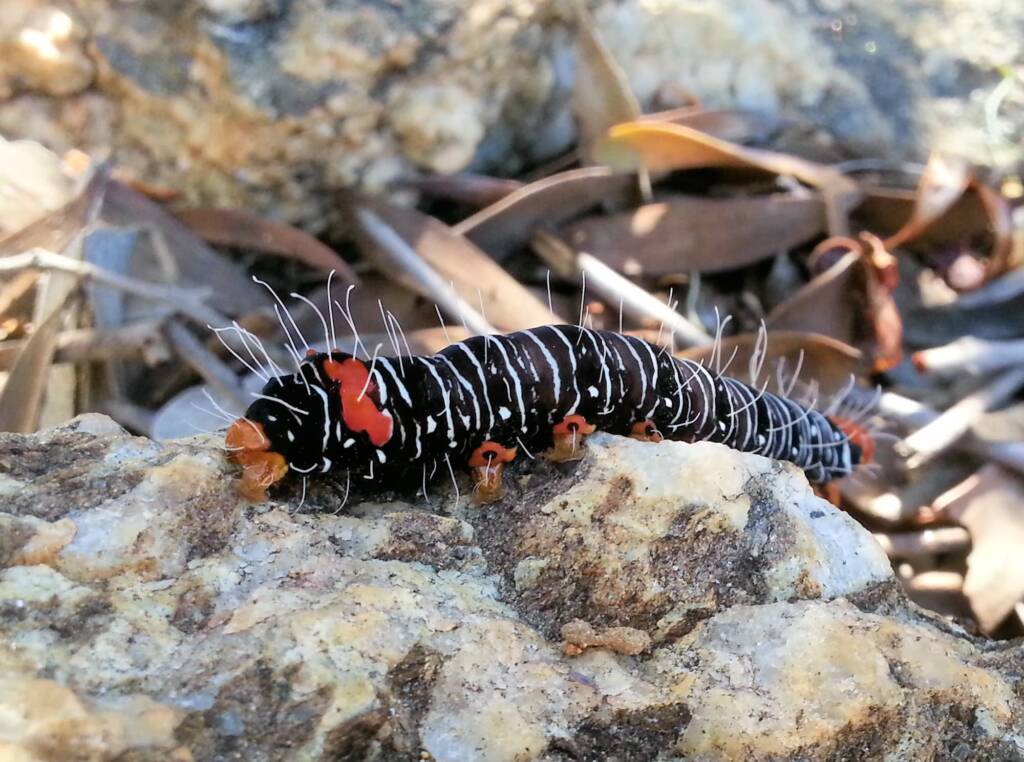 Comocrus behri - caterpillar of the Day Flying Moth