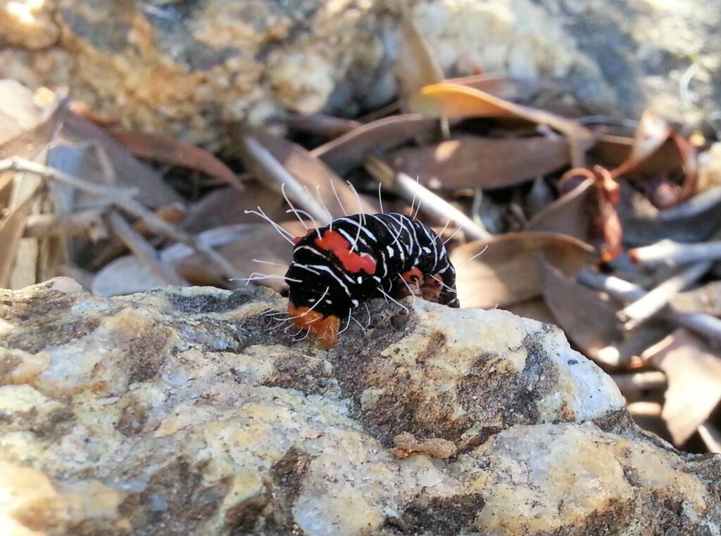 Comocrus behri - caterpillar of the Day Flying Moth