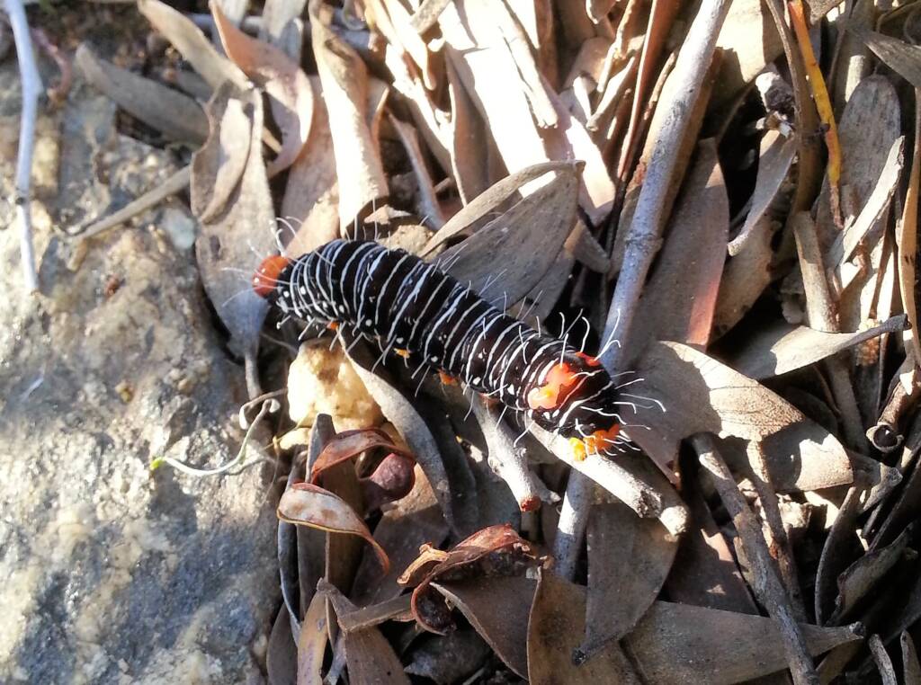 Comocrus behri - caterpillar of the Day Flying Moth