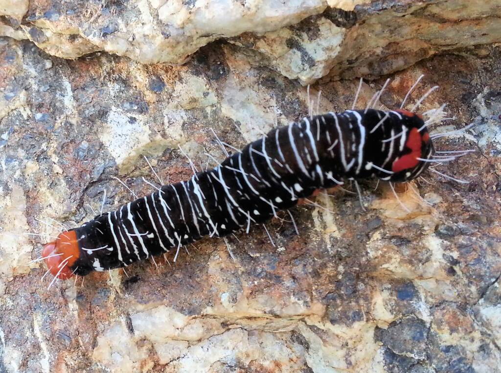 Comocrus behri - caterpillar of the Day Flying Moth