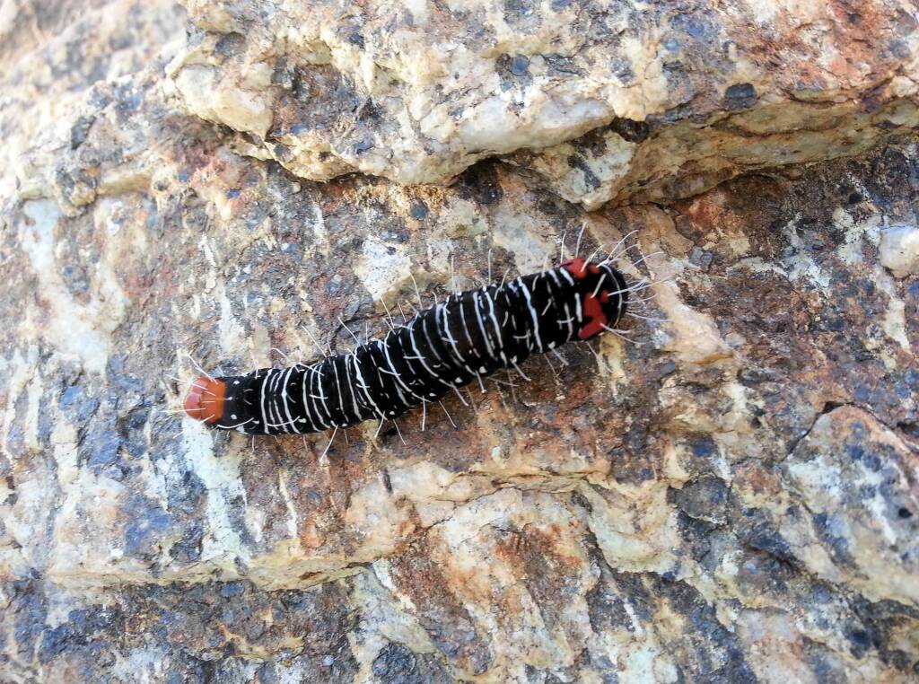 Comocrus behri - caterpillar of the Day Flying Moth