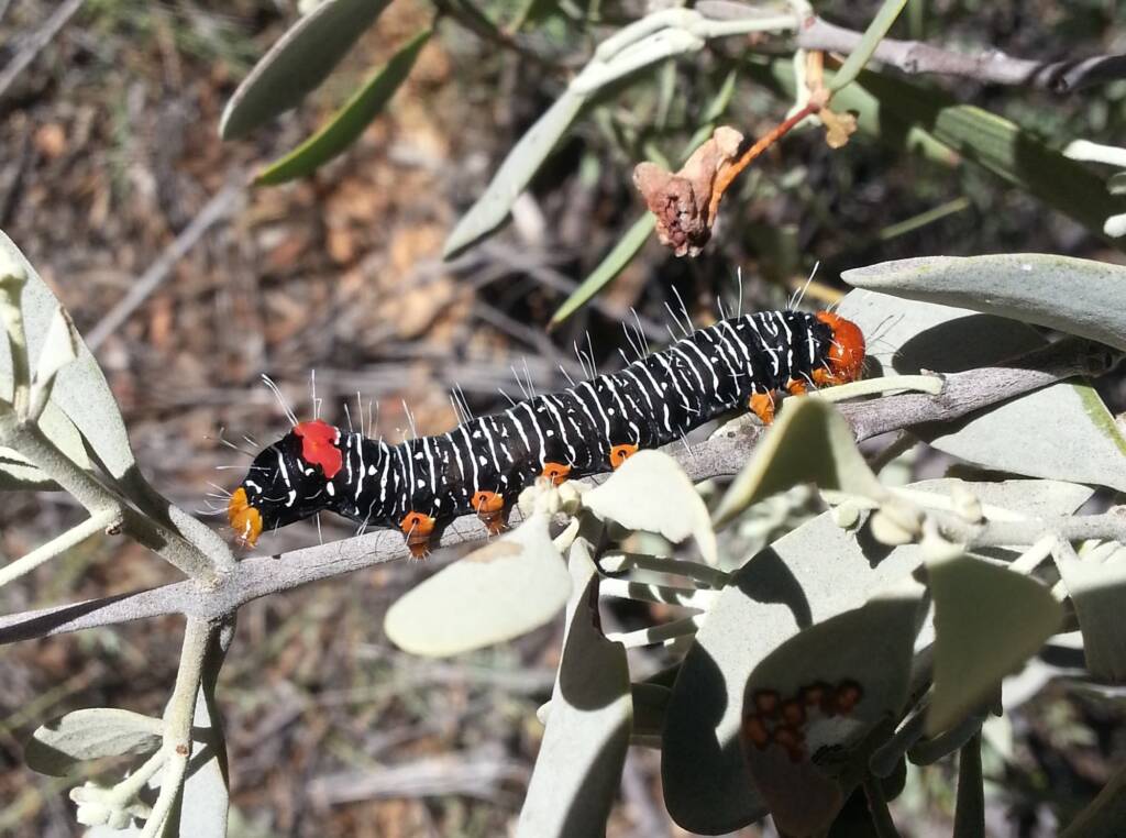 Comocrus behri - caterpillar of the Day Flying Moth