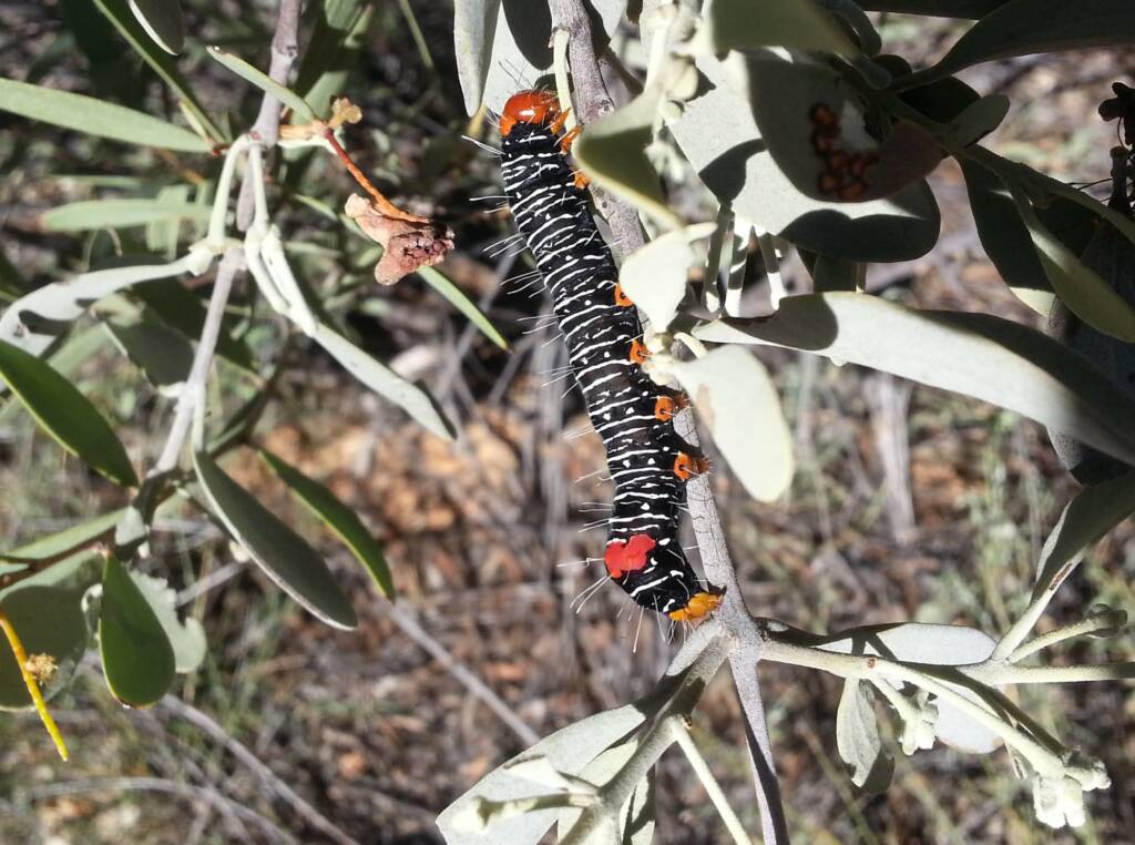 Comocrus behri - caterpillar of the Day Flying Moth