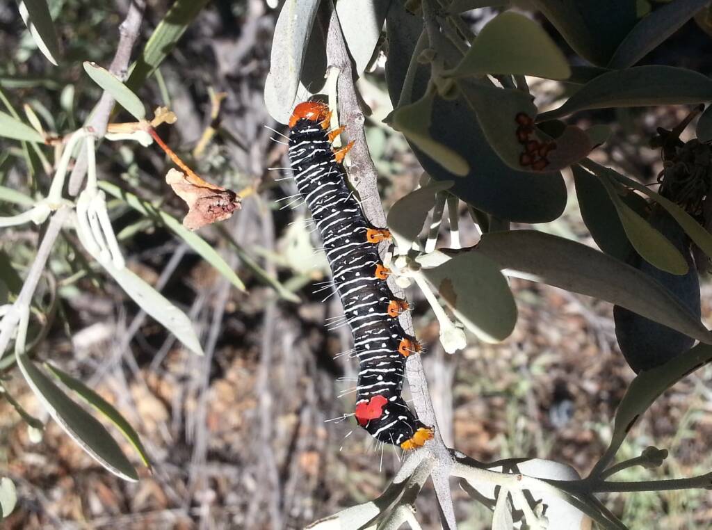 Comocrus behri - caterpillar of the Day Flying Moth