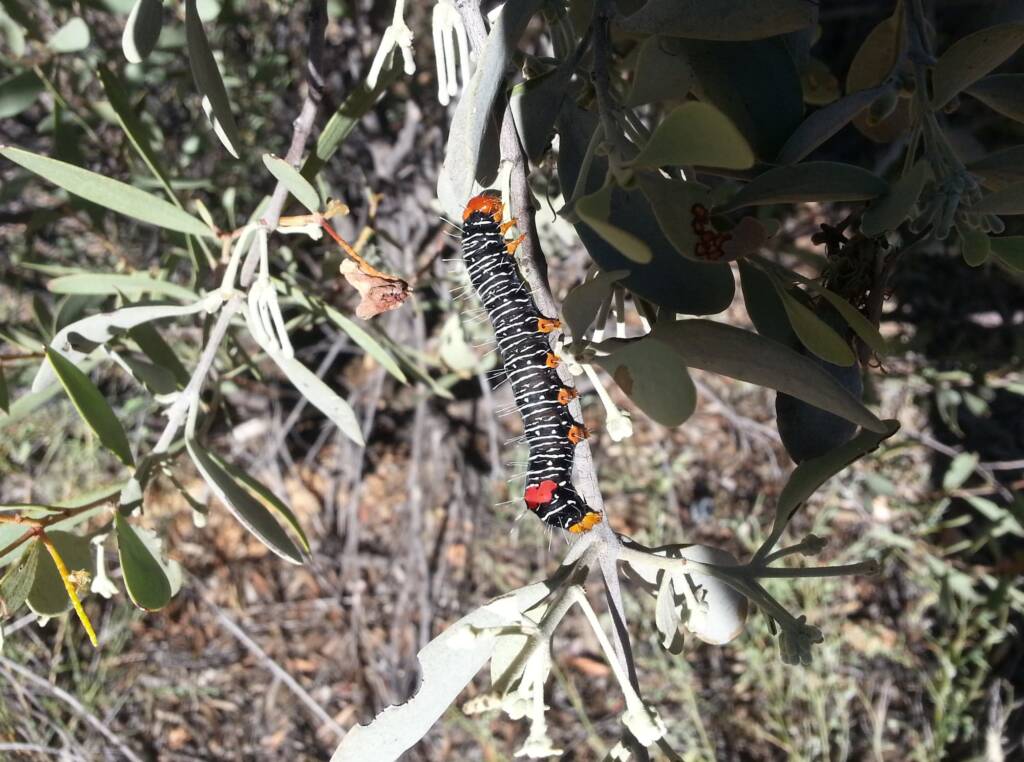 Comocrus behri - caterpillar of the Day Flying Moth