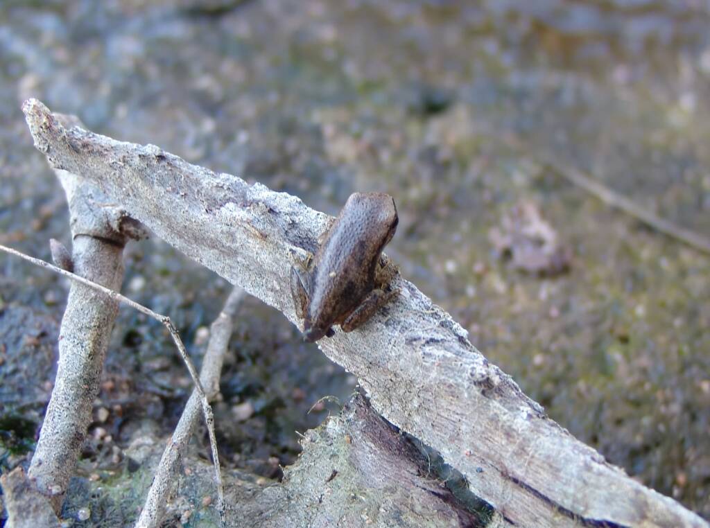 Desert Tree Frog (Litoria rubella) - (with remnant of tail), Simpsons Gap, NT