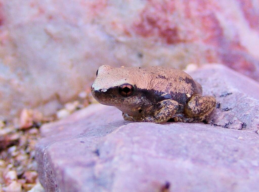 Desert Tree Frog (Litoria rubella), Simpsons Gap, NT