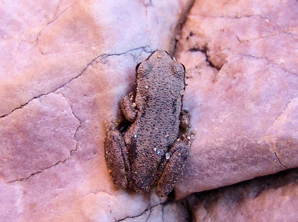 Desert Tree Frog (Litoria rubella), Simpsons Gap, NT