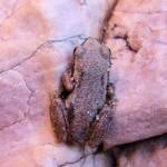 Desert Tree Frog (Litoria rubella), Simpsons Gap, NT