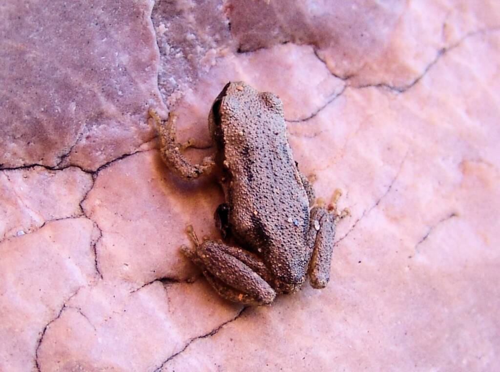 Desert Tree Frog (Litoria rubella), Simpsons Gap, NT