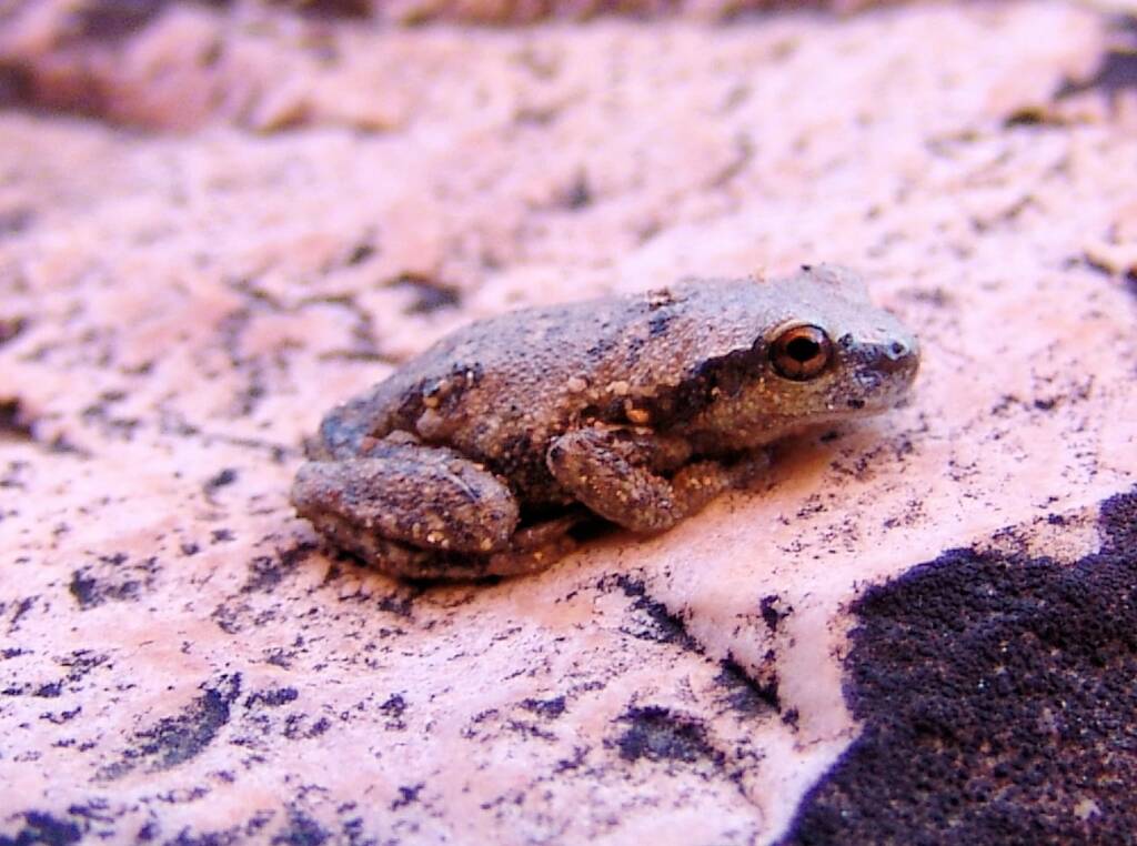 Desert Tree Frog (Litoria rubella), Simpsons Gap, NT