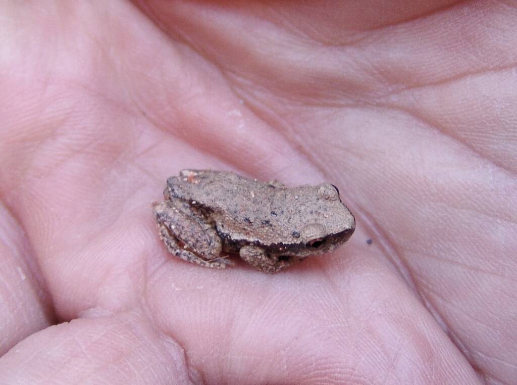Desert Tree Frog (Litoria rubella), Simpsons Gap, NT